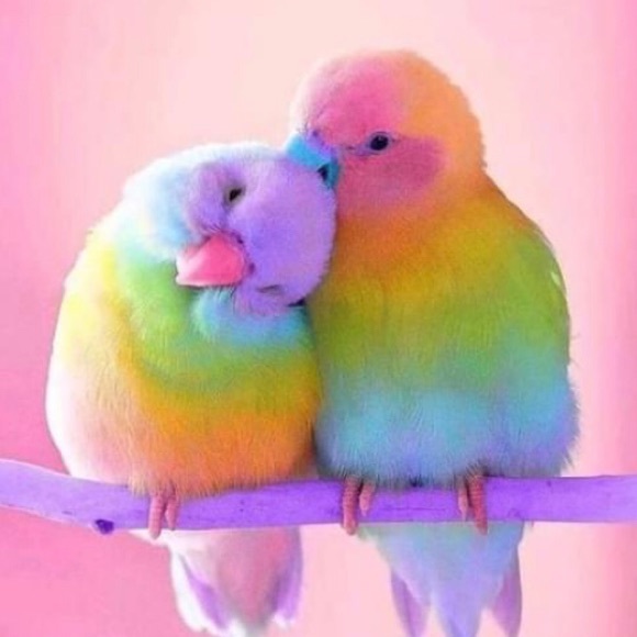 Our Lil’Lovebirds Necklace in Austrian Crystal-NWT-Boutique - Picture 7 of 8